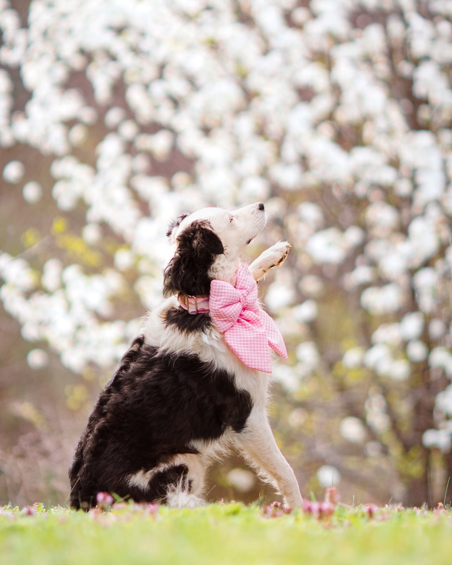 Pink Gingham Dog Bow