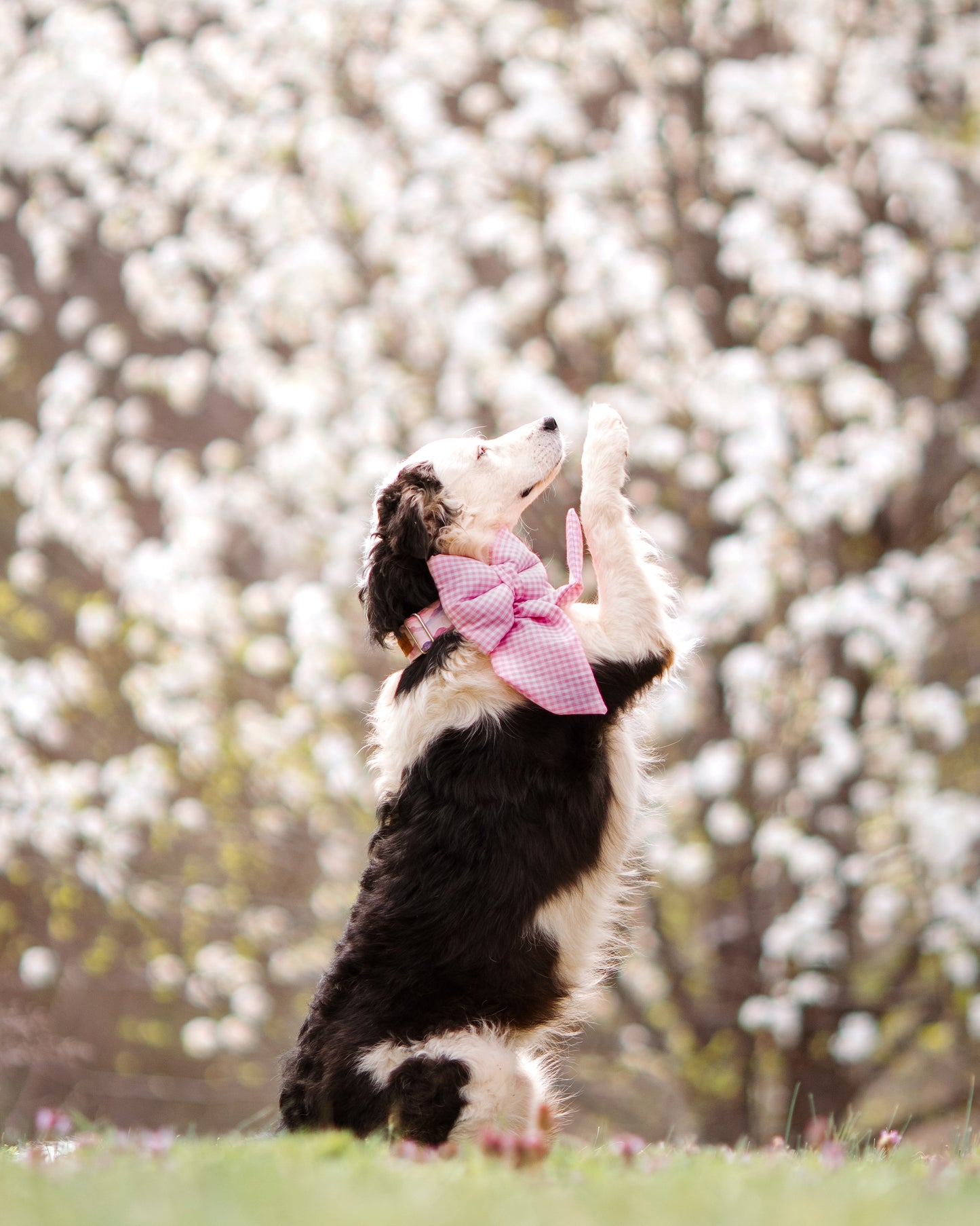 Pink Gingham Dog Bow