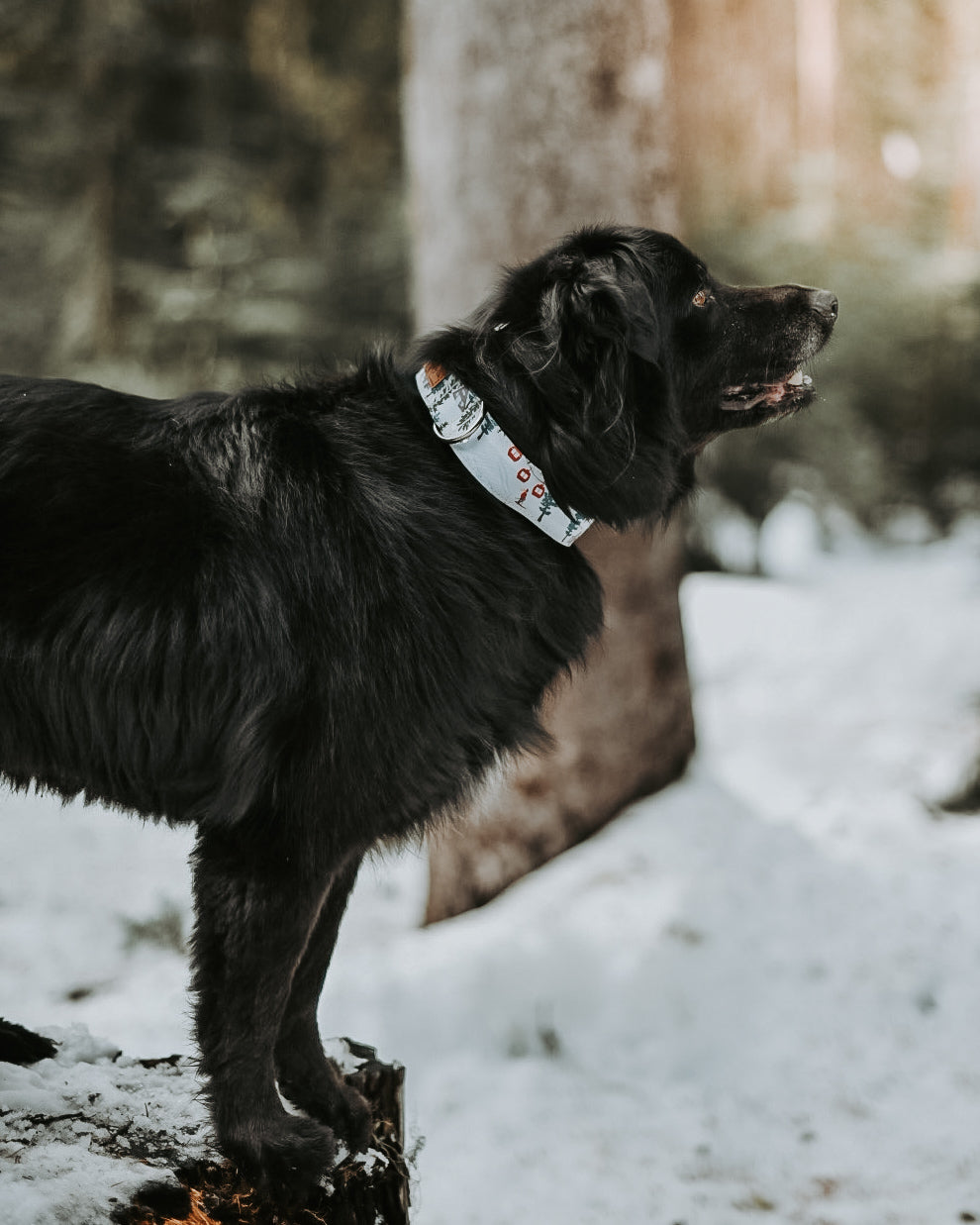 Ski Slopes Water Resistant Dog Collar- Lifetime Warranty