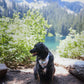 ADVENTURER Cooling and Reversible Dog Bandana