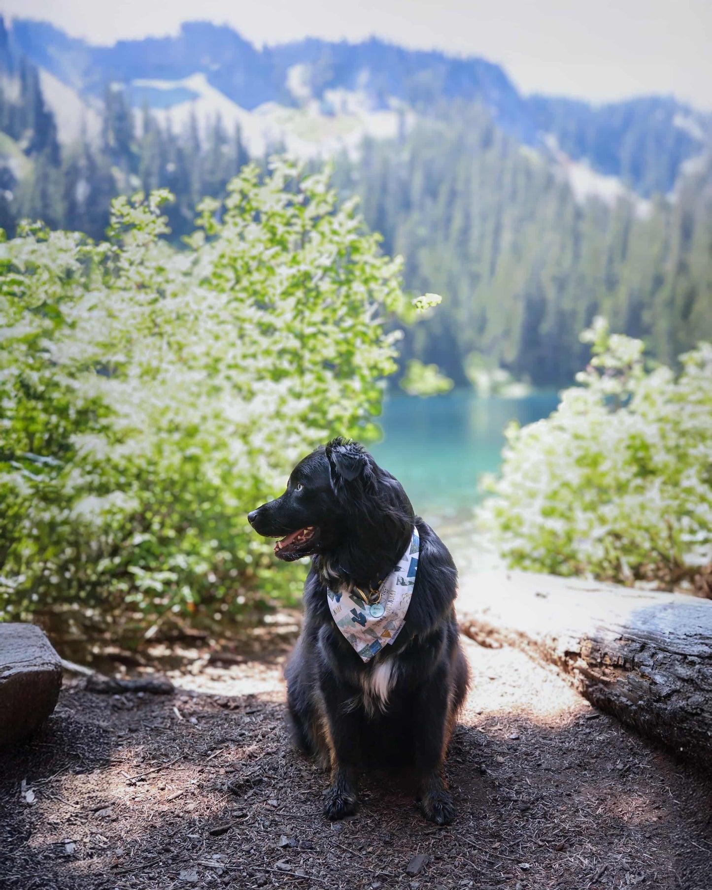 ADVENTURER Cooling and Reversible Dog Bandana