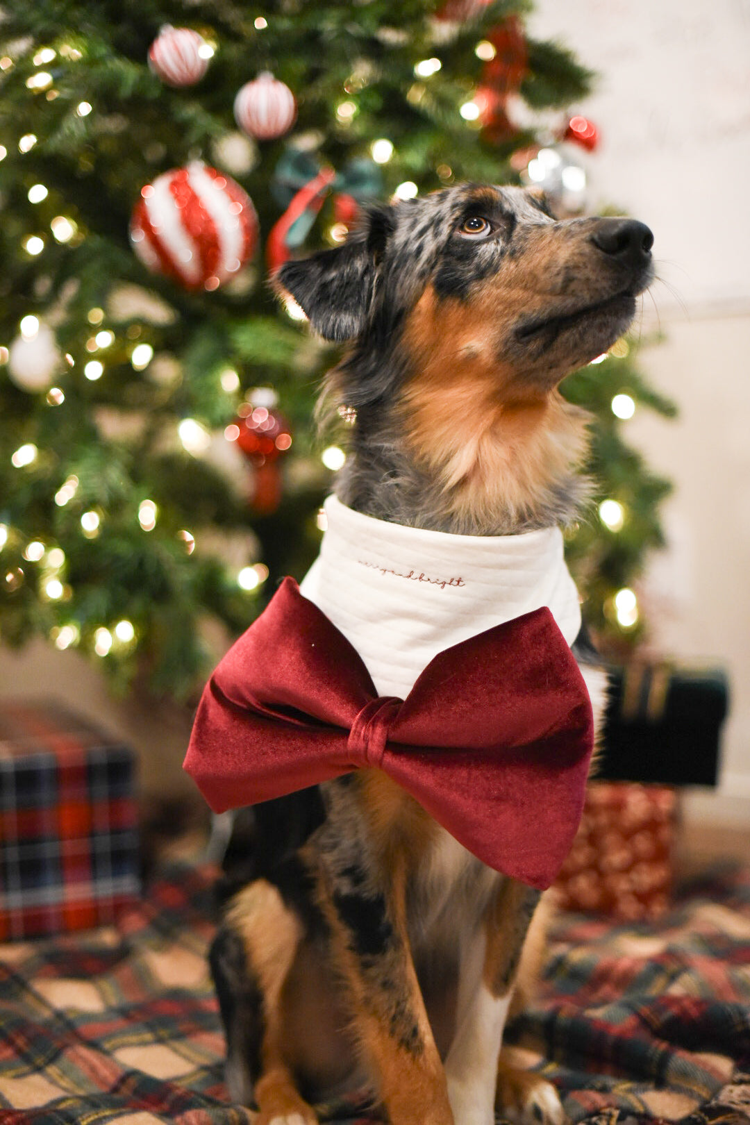 OVERSIZED Velvet Bow Bandana