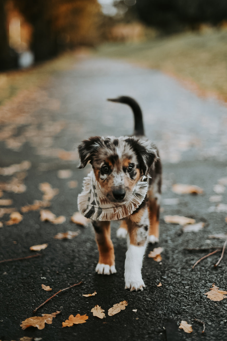 Neutral Aztec Dog Bandana