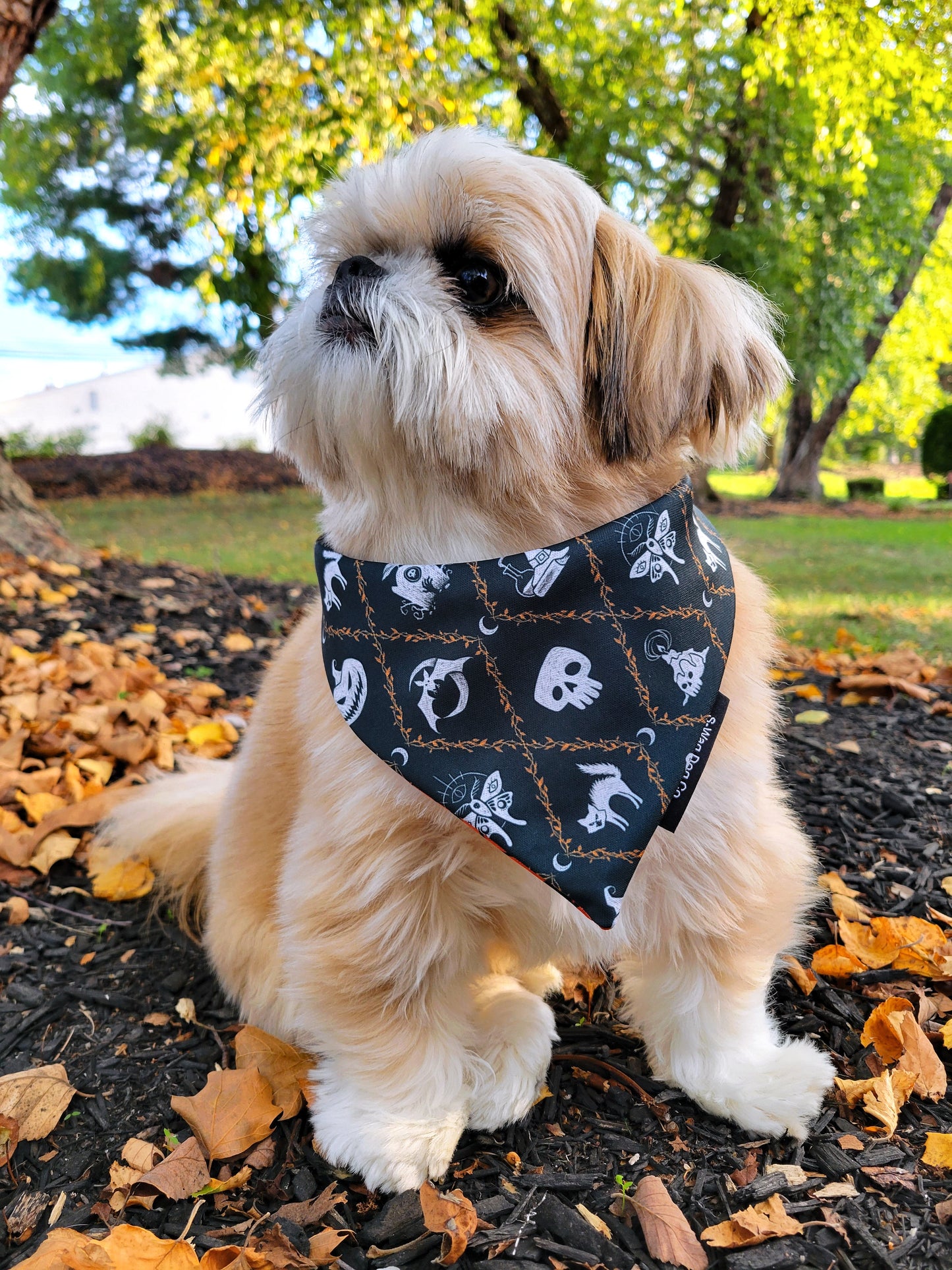 Spooky season