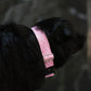 Pink Abstract Nezuko Print Water Resistant Dog Collar