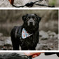 Canvas National Park Dog Bandana Adjustable