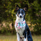 Tidings and Teddy Dog Bandana