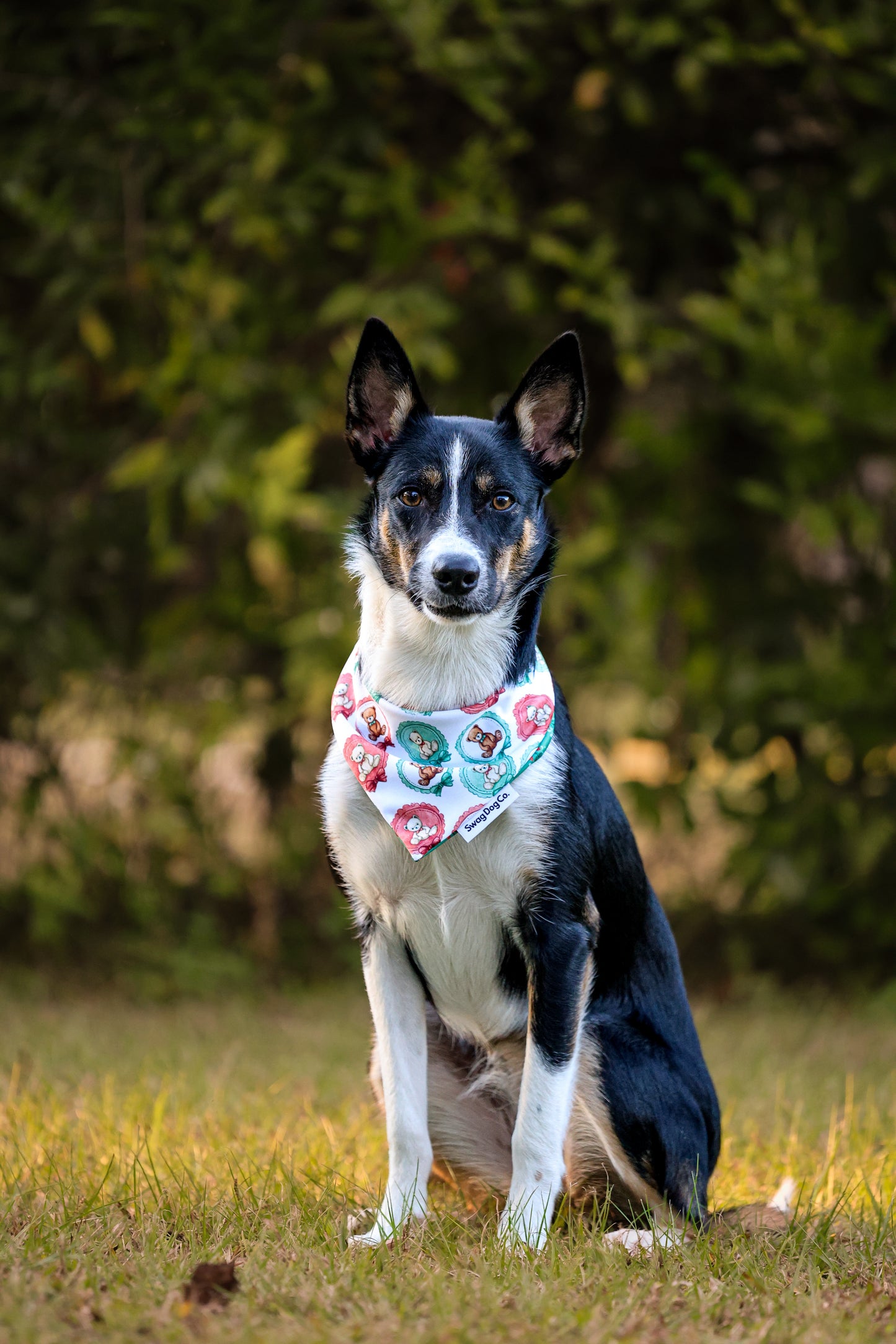 Tidings and Teddy Dog Bandana