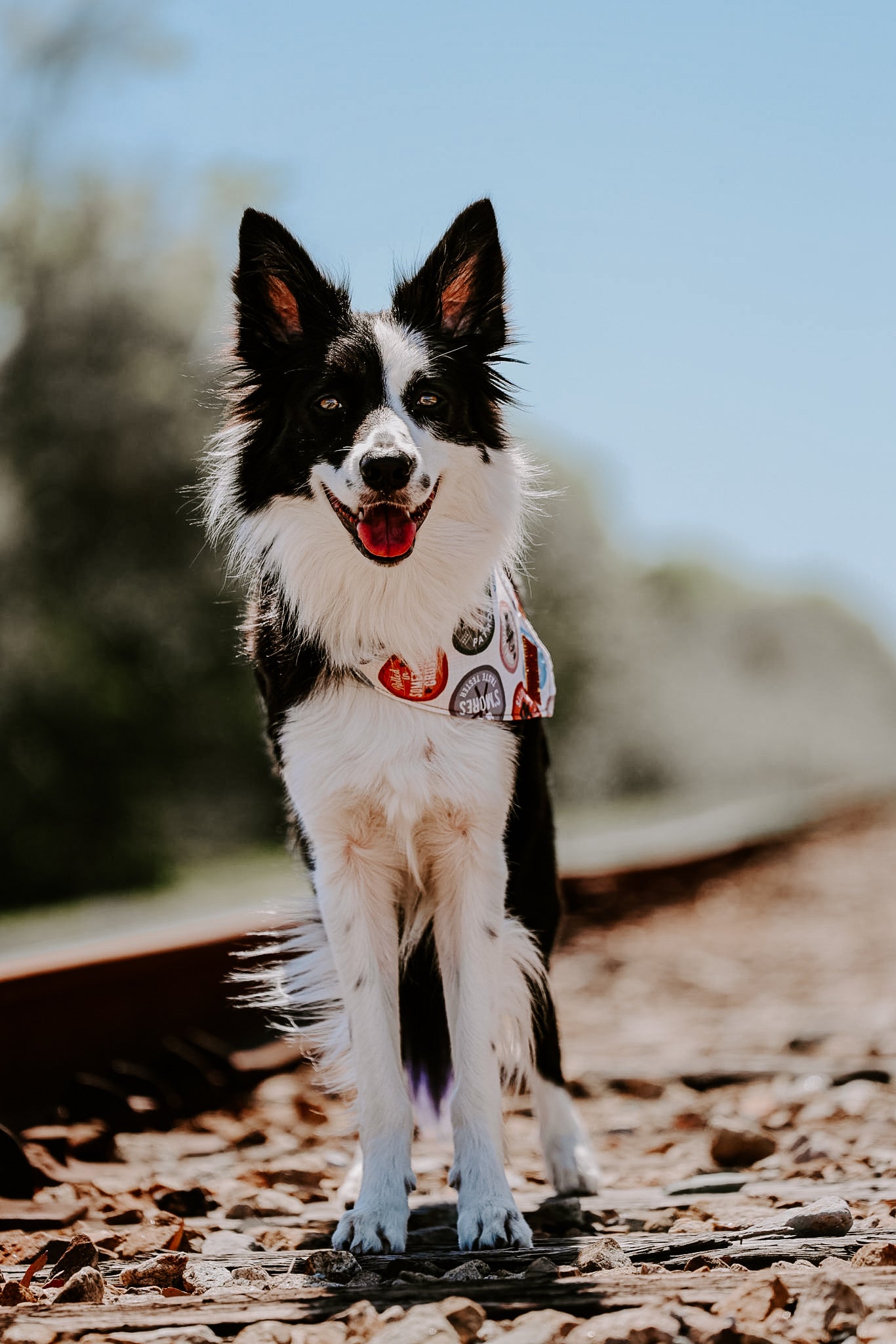 Canvas National Park Dog Bandana Adjustable