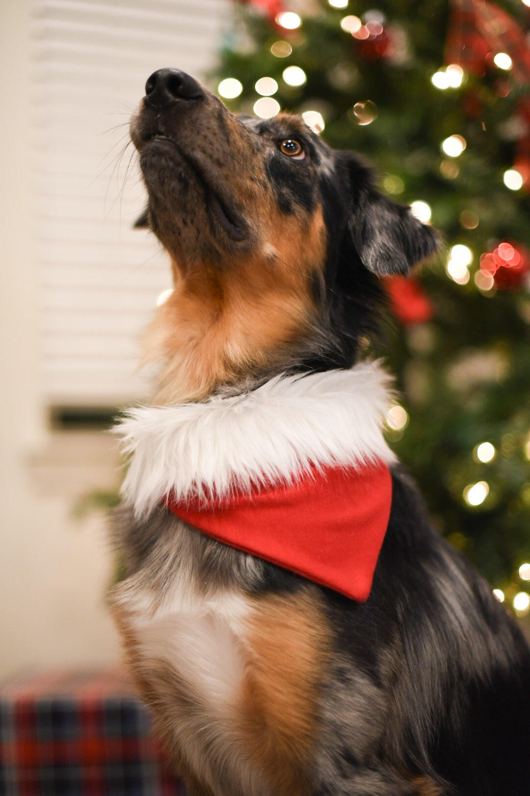 Santa paws