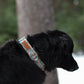 Adventure camping and moose dog collar, boy dog collar