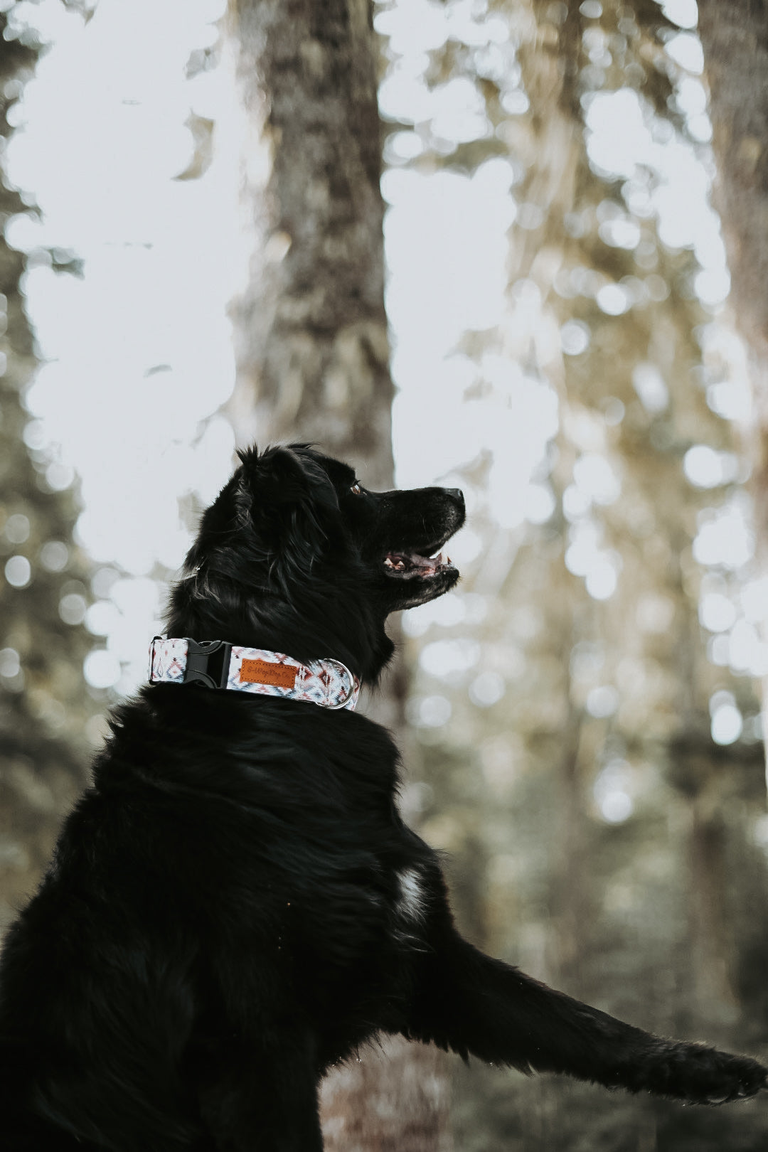 White Aztec Water Resistant Dog Collar