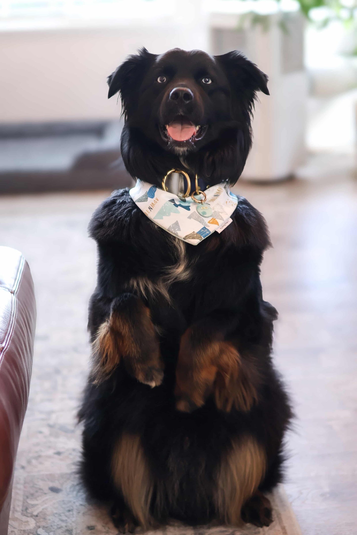 ADVENTURER Cooling and Reversible Dog Bandana