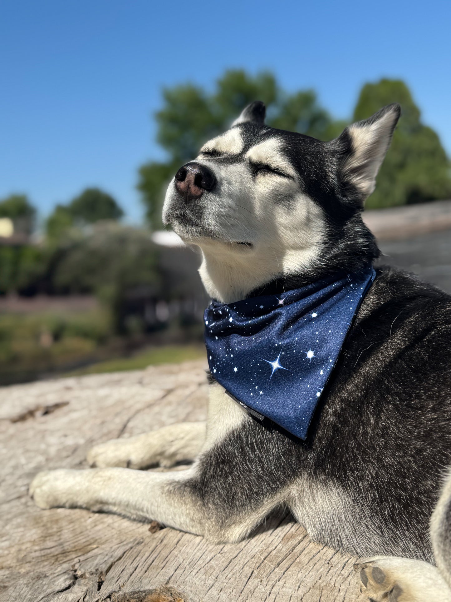 STARLIT SUMMIT Cooling and reversible Dog Bandana