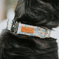 Adventure camping and moose dog collar, boy dog collar