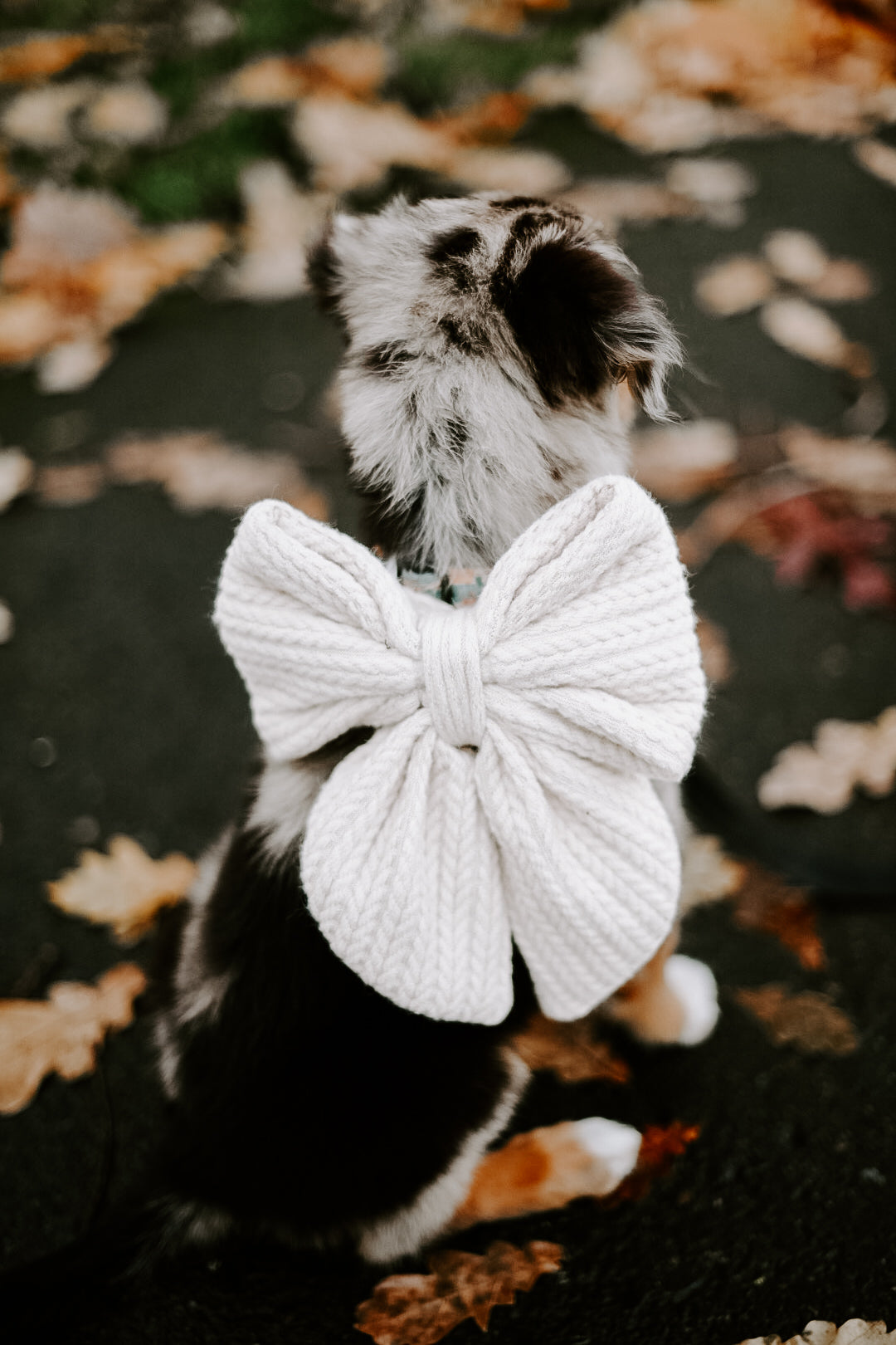 Cream Knit Over The Collar Dog/Cat Bow