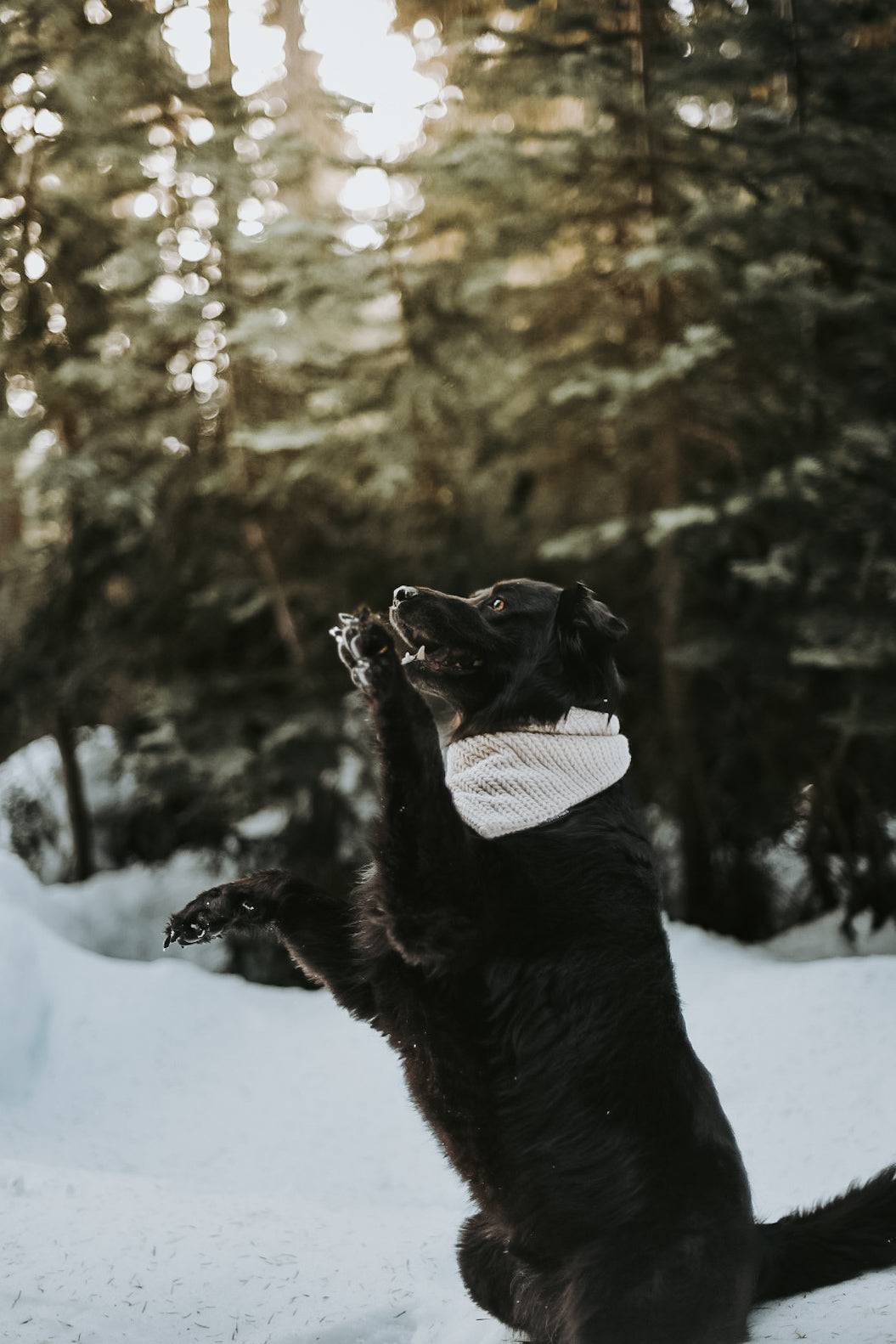 Basic Neutral Knit Look Dog bandana