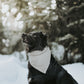 Basic Neutral Knit Look Dog bandana