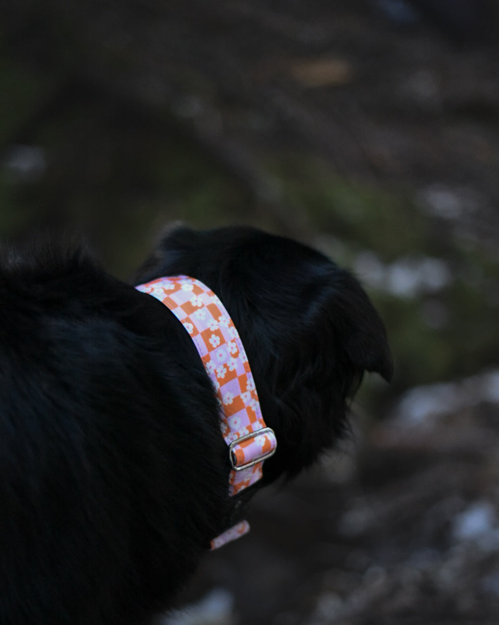 Orange and Pink Floral Checkered Water Resistant Dog Collar