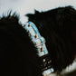 Adventure Bear Dog Collar