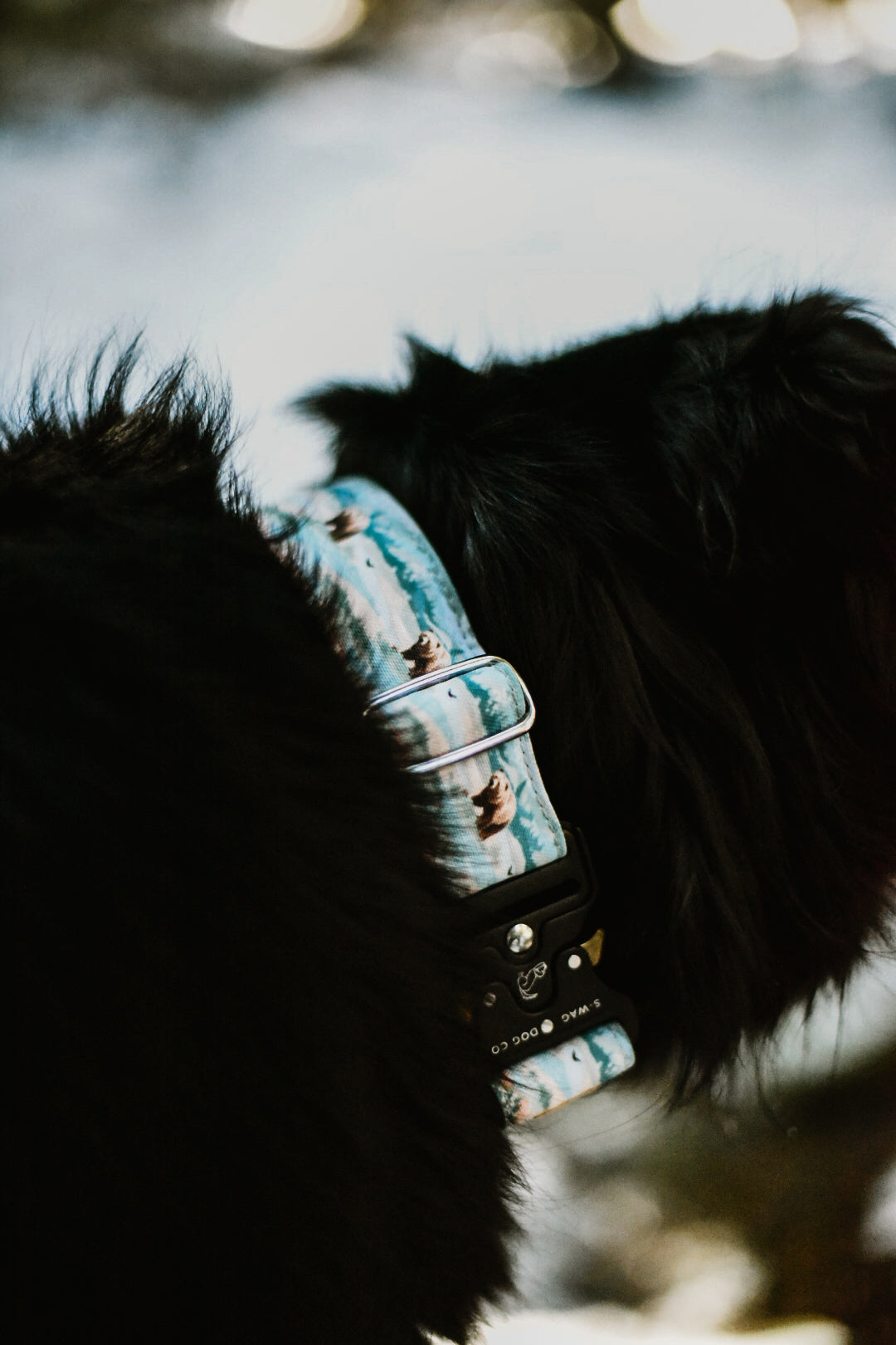 Adventure Bear Dog Collar