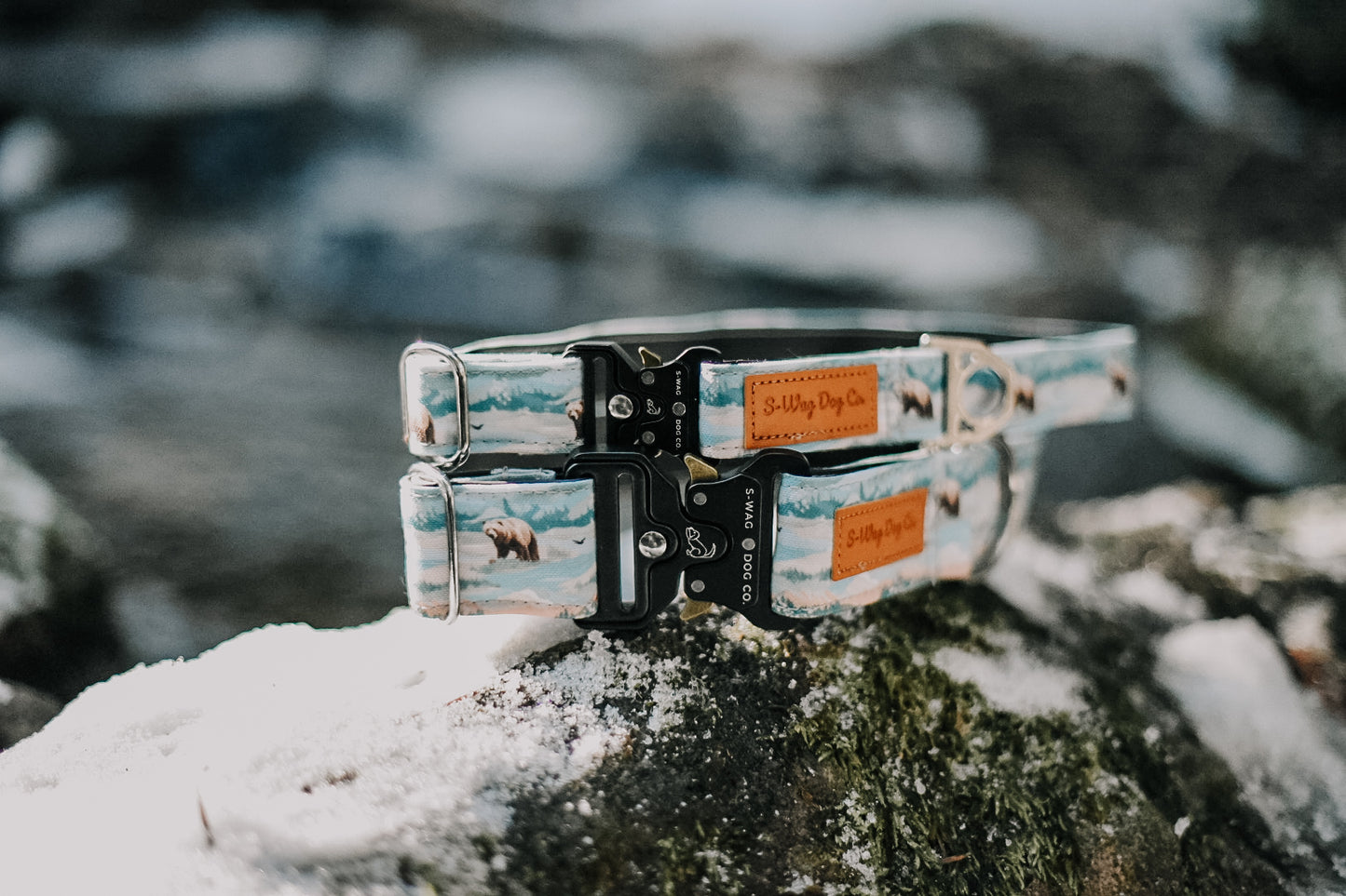 Adventure Bear Dog Collar